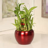 2 Layer Lucky Bamboo in Maroon Vase