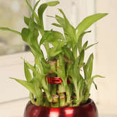 2 Layer Lucky Bamboo Online in Maroon Vase