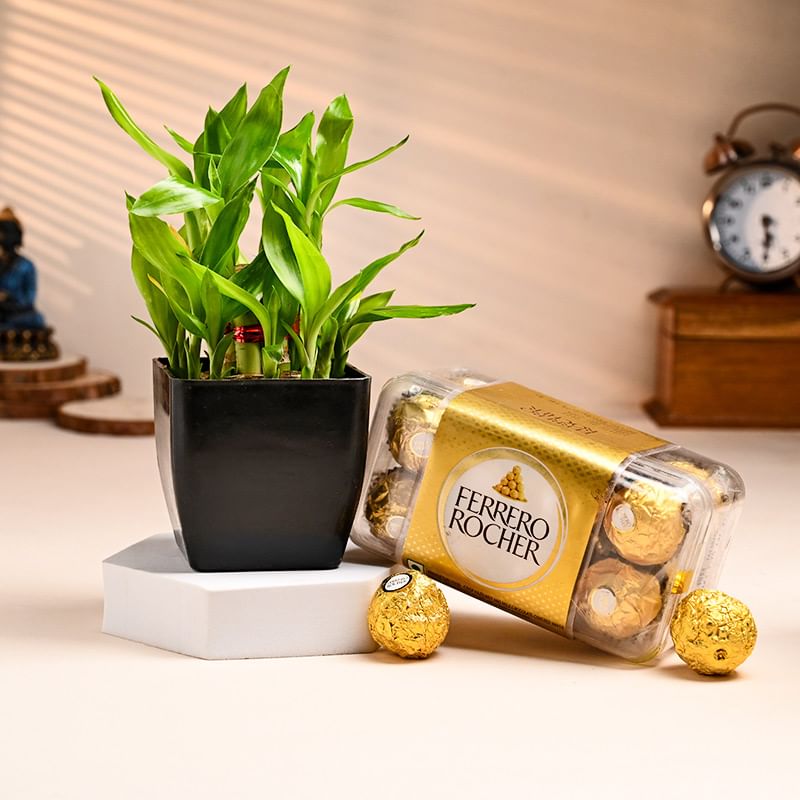 2 Layer Lucky Bamboo with Ferrero Rochers Online 