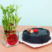 Lucky Bamboo with Chocolate Truffle Cake Combo for Mom