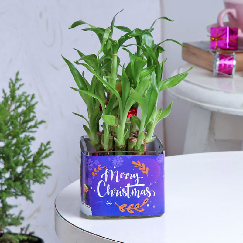 2 Layer Lucky Bamboo Plant