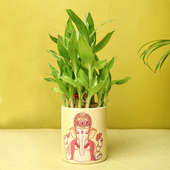2 Layer Lucky Bamboo Plant - happy ganesh chaturthi gift