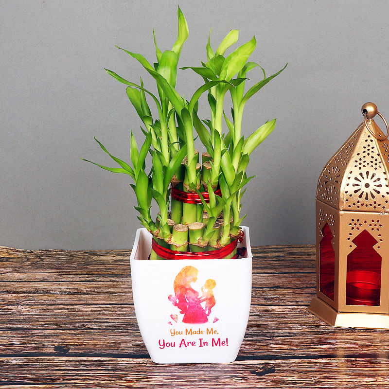 Two Layer Bamboo Online in White Vase for Mom