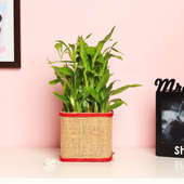 2 Layer Lucky Bamboo in Jute Packing