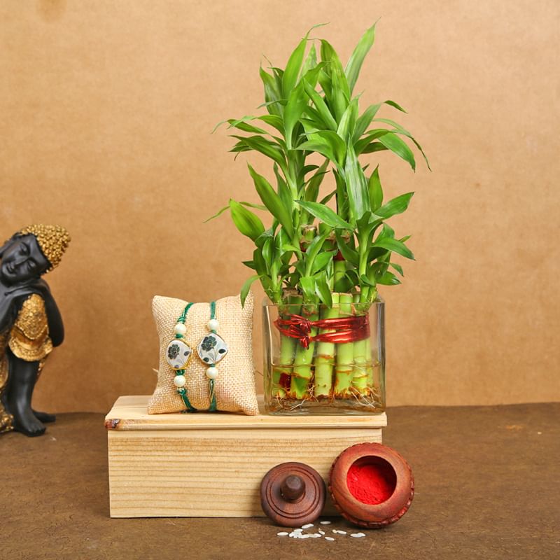 2 layer Rakhi Plant