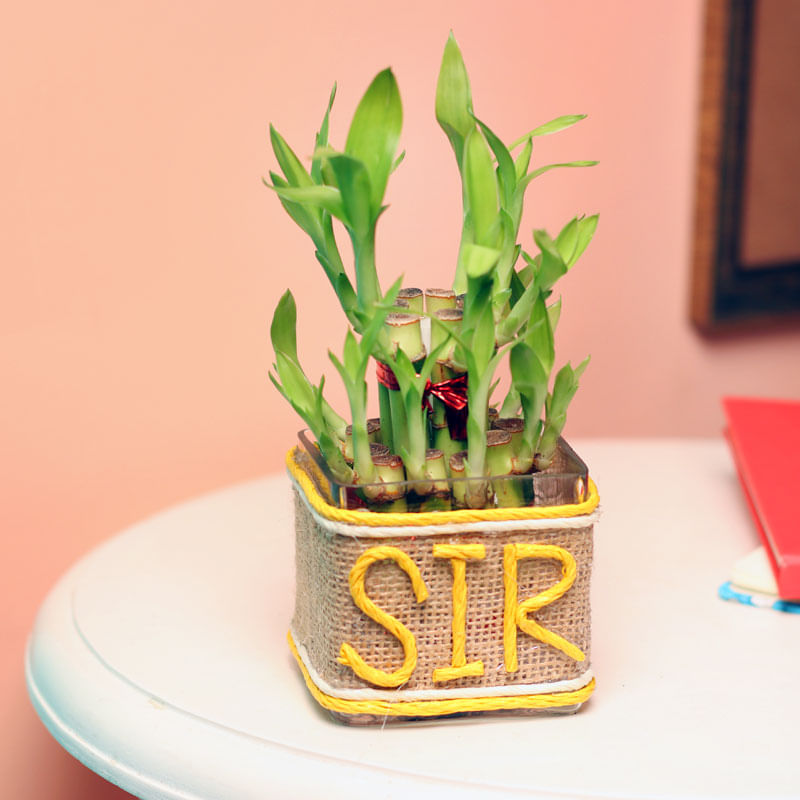 2 Layer Bamboo Plant- Teachers day Gift