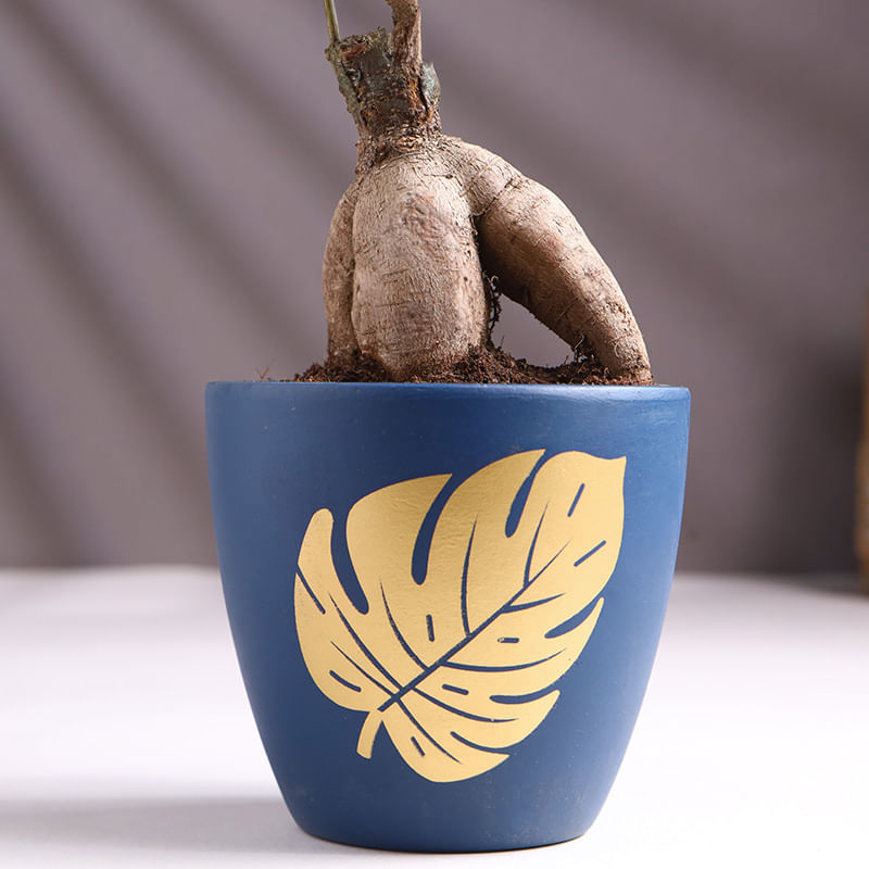 Product Image Video