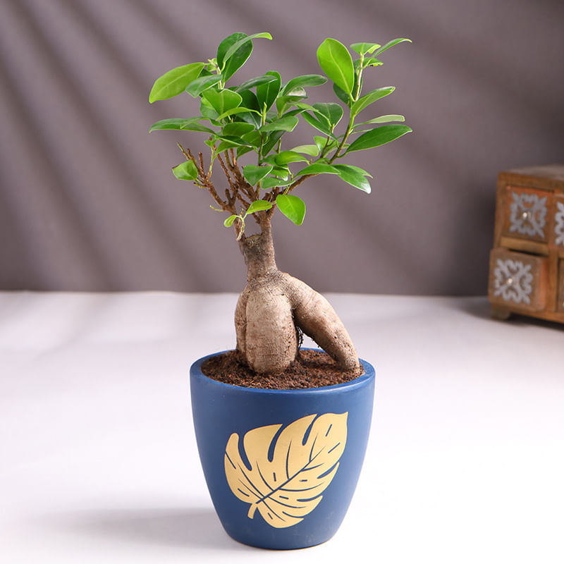 Product Image Video