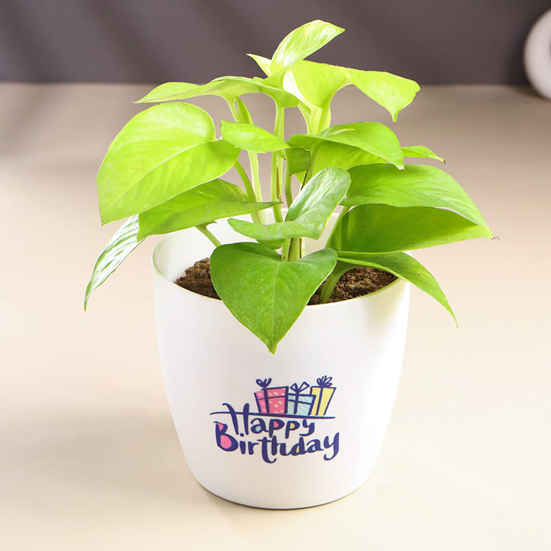 Money Plant In White Happy Birthday Pot