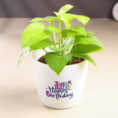 Money Plant In White Happy Birthday Pot