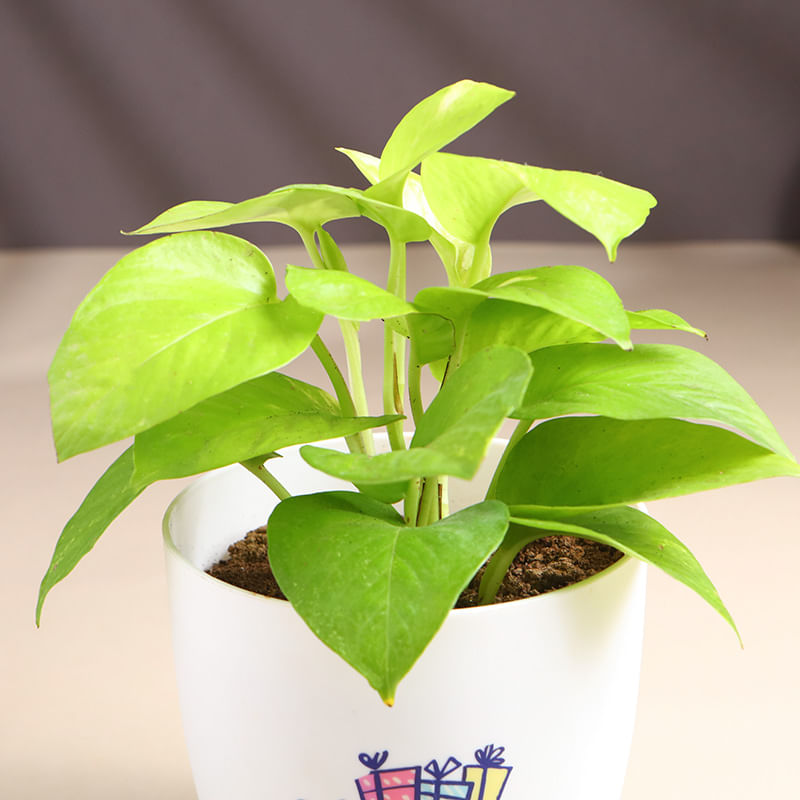 Product Image Video