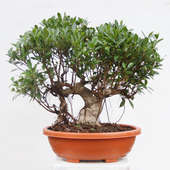Buy 25 Year Old Ficus Nuda Bonsai Tree Online 