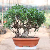 Send 25 Year Old Ficus Nuda Bonsai Tree Online 