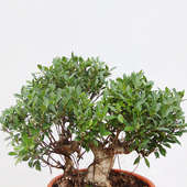Order 25 Year Old Ficus Nuda Bonsai Tree Online 