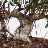 25 Year Old Ficus Nuda Bonsai Tree Online 
