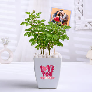 Rose Plant In A Love Pot With Photo