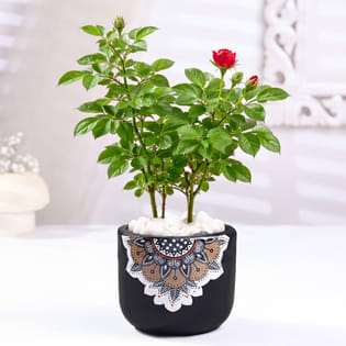 Rose Plant In Black Mandala Pot