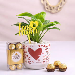 Money Plant with Ferrero Rocher Delight