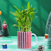 Bamboo Plant in Christmas Ceramic Mug
