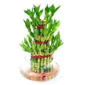 three layer lucky bamboo plant gift