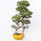 30 Year Old Triple 8 Ficus Bonsai Tree