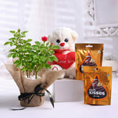 Rose Plant With Chocolates N Teddy Bear