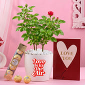 Rose Plant With Love You Card N Chocolates