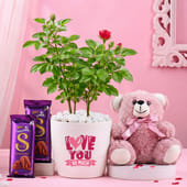 Rose Plant With Teddy N Chocolates