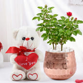 Rose Plant In Metal Pot With Teddy Love