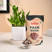 Bamboo Plant N Paan Raisin Delight