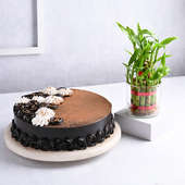 Choco Truffle Cake With N Bamboo Plant