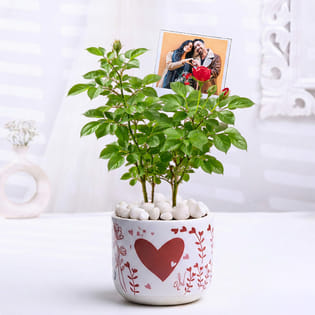 Rose Plant In Heart Valentine Pot