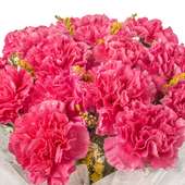 20 Pink Carnations with Zoomed View