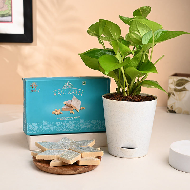 Money Plant In Self-Watering Pot With Kaju Katli