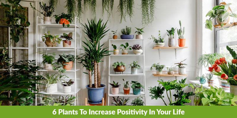 6 Plants To Increase Positivity In Your Life