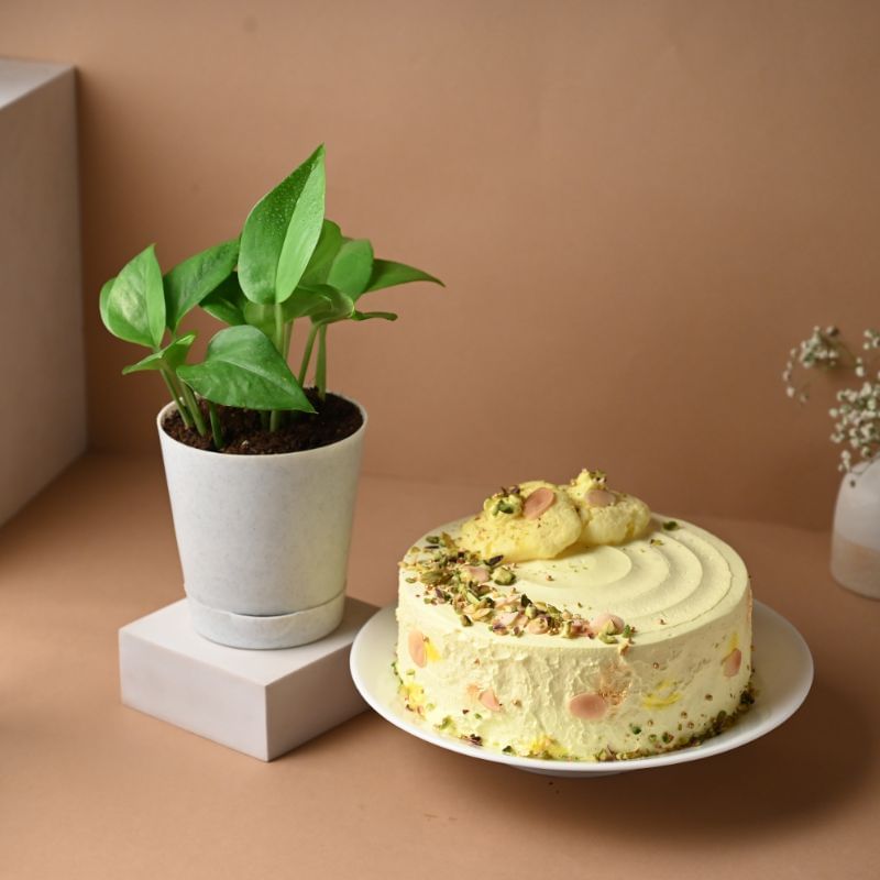 Rasmalai Cake And Money Plant Duo - Plant And Flower Online