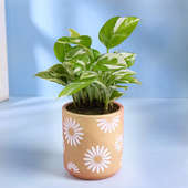 White Pothos Plant