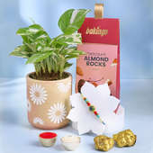 Mor Pankh Rakhi With White Pothos Plant N Almond Rocks