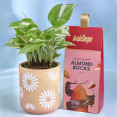 White Pothos Plant N Almond Rocks