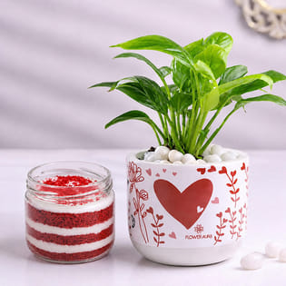 Prosperity Money Plant with Red Velvet Jar Cake