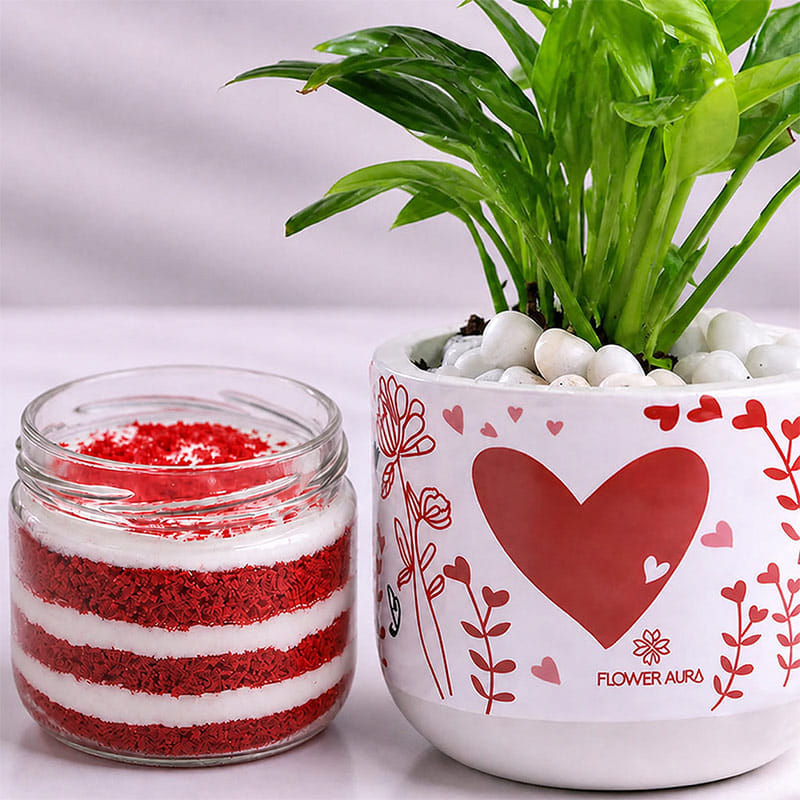 Prosperity Money Plant with Red Velvet Jar Cake