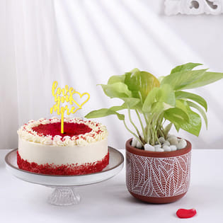 Money Plant In Terracotta Pot N Red Velvet Cake