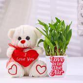 Bamboo Plant In Blossom Pot With Teddy