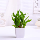 Graceful Two-Layer Bamboo Plant