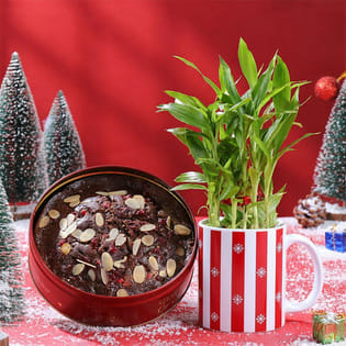Bamboo Plant N Plum Cake Christmas Combo