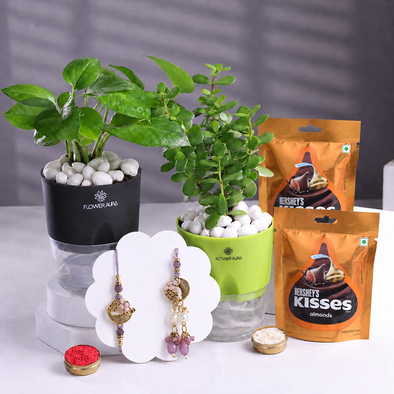 Bhai Bhabhi Rakhis With Chocos Jade N Money Plants