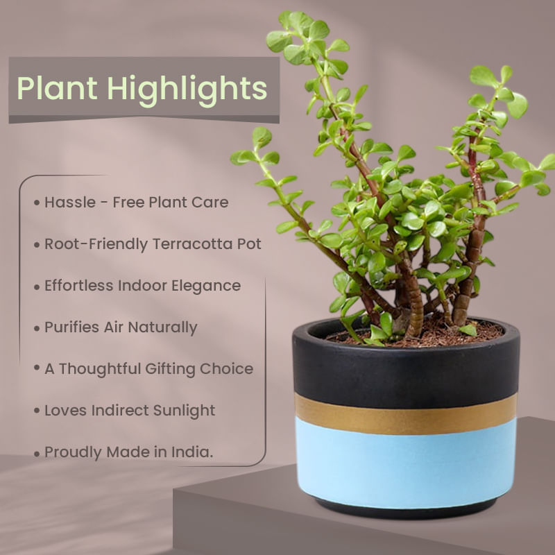 Product Image Video