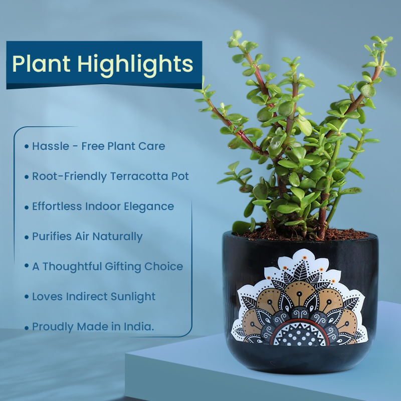 Product Image Video