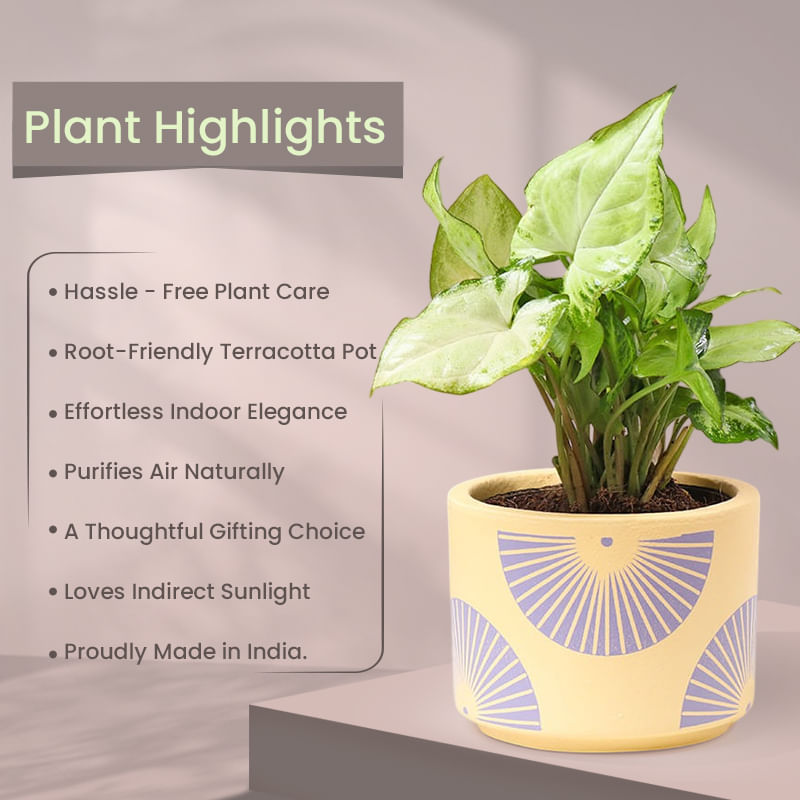 Product Image Video