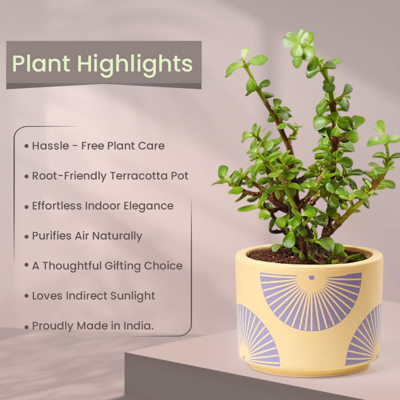 Product Image Video